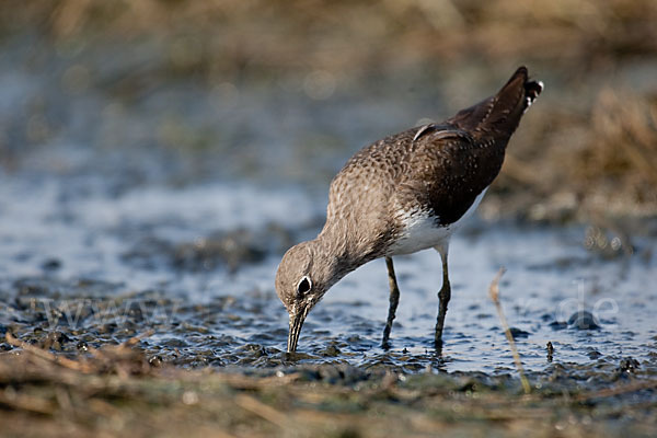 Flußuferläufer (Actitis hypoleucos)