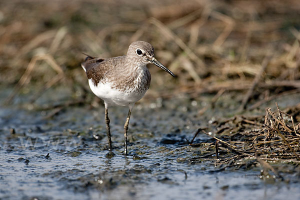 Flußuferläufer (Actitis hypoleucos)