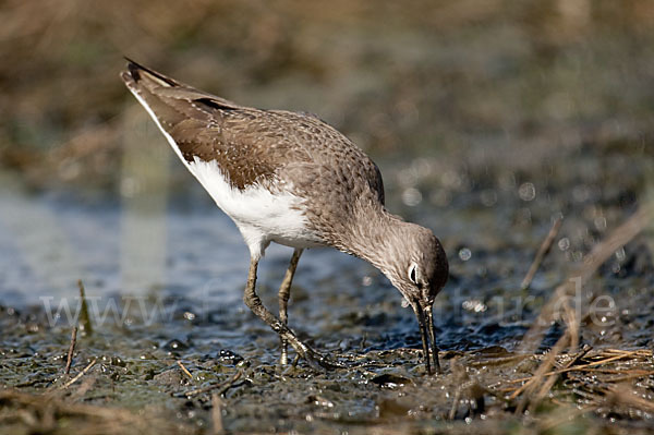 Flußuferläufer (Actitis hypoleucos)