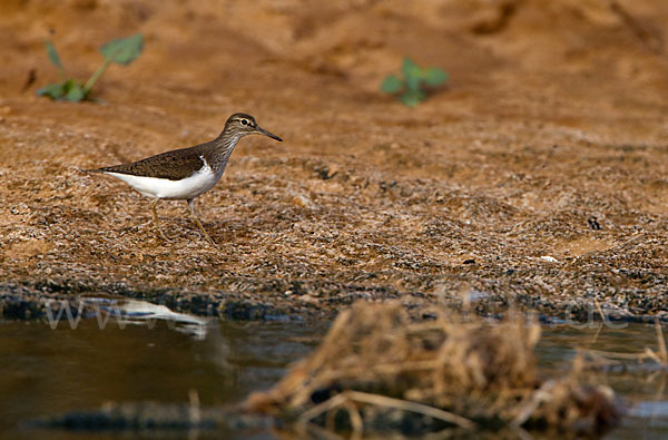 Flußuferläufer (Actitis hypoleucos)