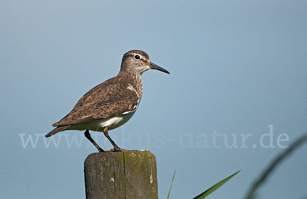 Flußuferläufer (Actitis hypoleucos)