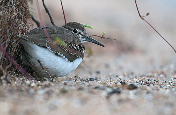 Flußuferläufer (Actitis hypoleucos)