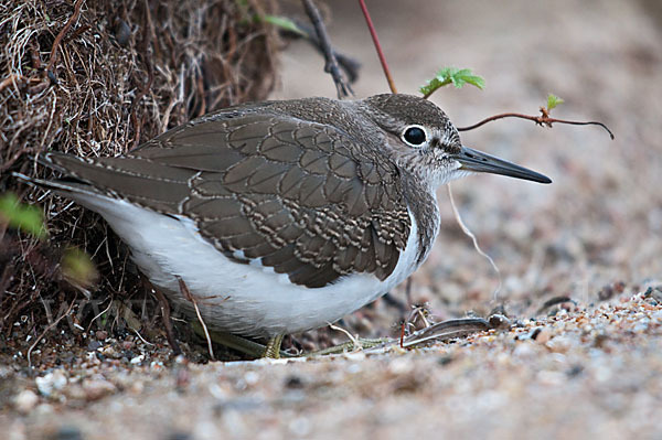 Flußuferläufer (Actitis hypoleucos)