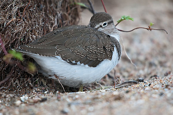 Flußuferläufer (Actitis hypoleucos)