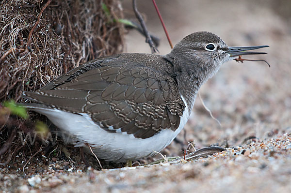 Flußuferläufer (Actitis hypoleucos)