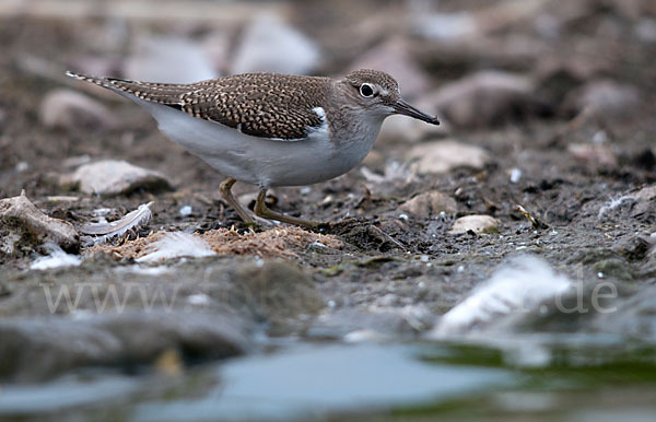 Flußuferläufer (Actitis hypoleucos)