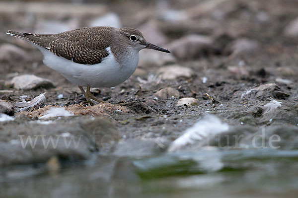 Flußuferläufer (Actitis hypoleucos)