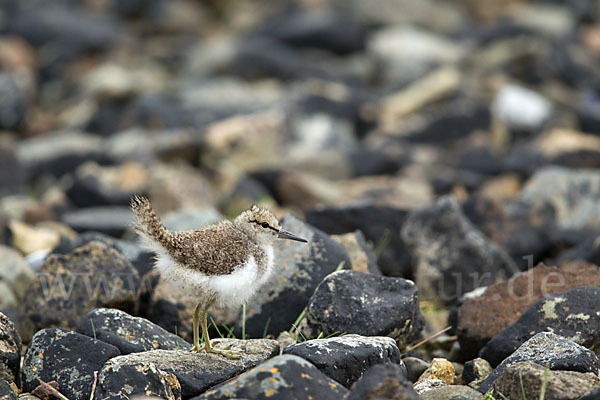 Flußuferläufer (Actitis hypoleucos)