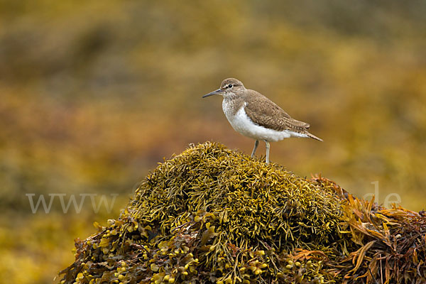 Flußuferläufer (Actitis hypoleucos)