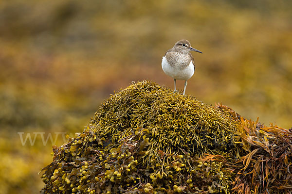 Flußuferläufer (Actitis hypoleucos)