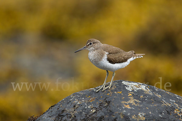 Flußuferläufer (Actitis hypoleucos)