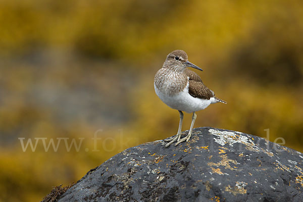 Flußuferläufer (Actitis hypoleucos)