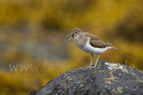 Flußuferläufer (Actitis hypoleucos)