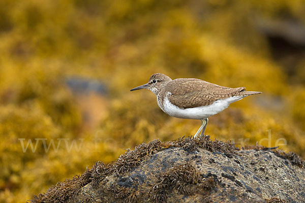 Flußuferläufer (Actitis hypoleucos)