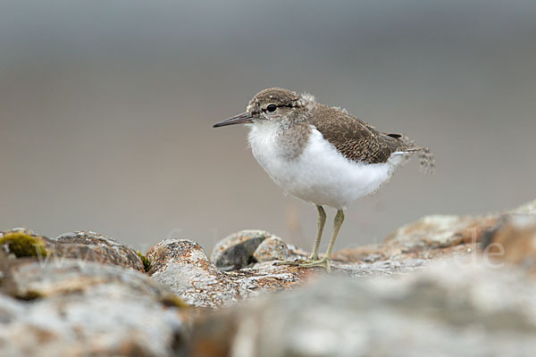 Flußuferläufer (Actitis hypoleucos)