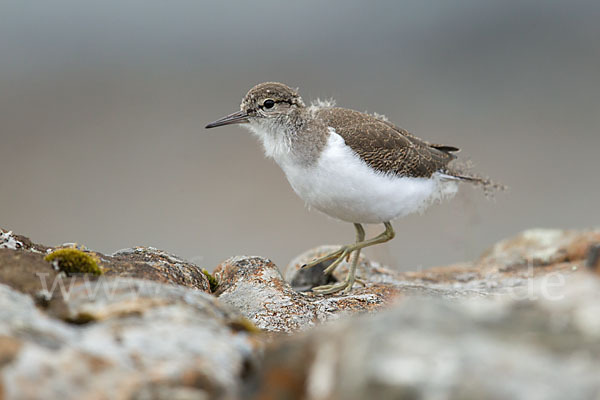 Flußuferläufer (Actitis hypoleucos)