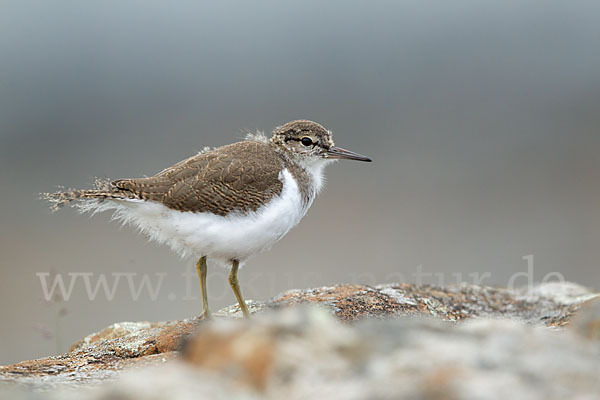 Flußuferläufer (Actitis hypoleucos)