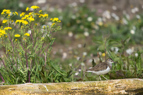 Flußuferläufer (Actitis hypoleucos)