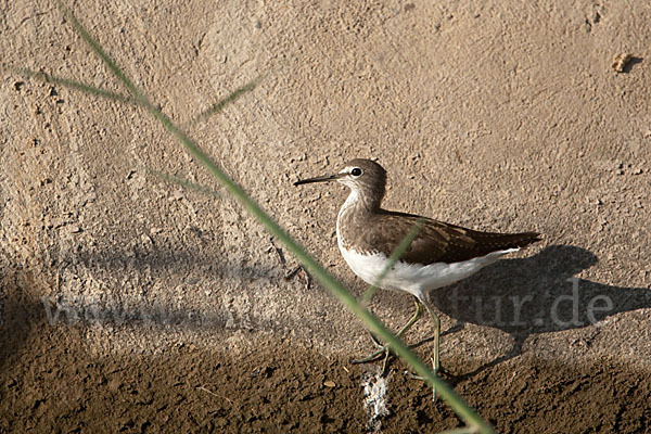 Flußuferläufer (Actitis hypoleucos)