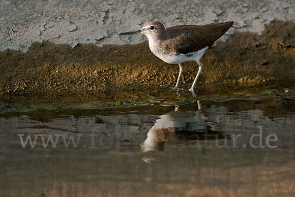 Flußuferläufer (Actitis hypoleucos)