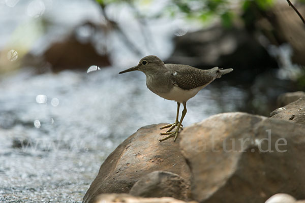 Flußuferläufer (Actitis hypoleucos)