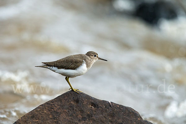 Flußuferläufer (Actitis hypoleucos)