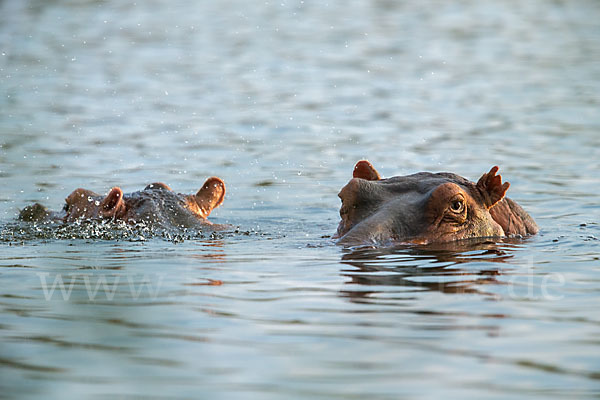 Flusspferd (Hippopotamus amphibius)