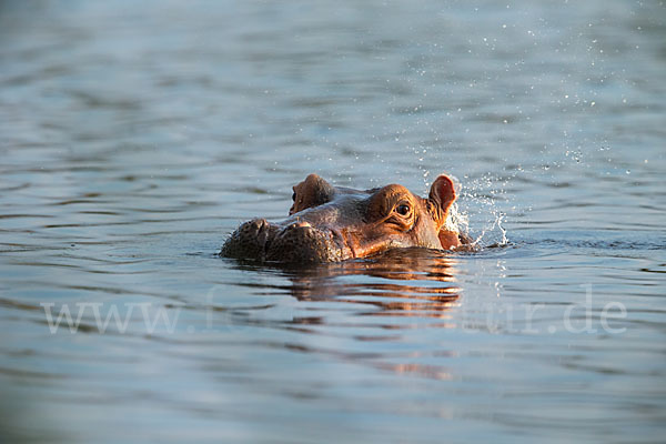 Flusspferd (Hippopotamus amphibius)