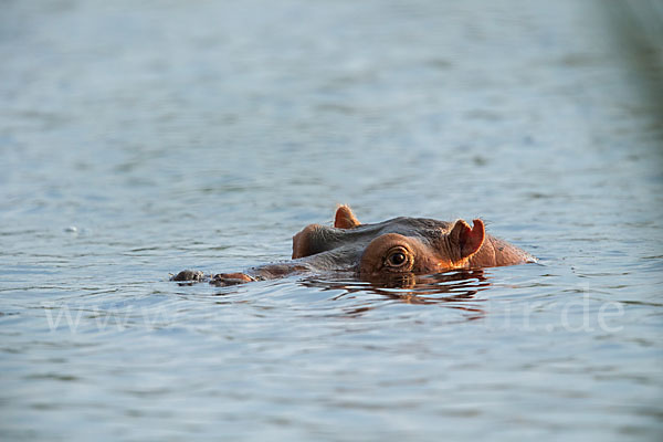 Flusspferd (Hippopotamus amphibius)