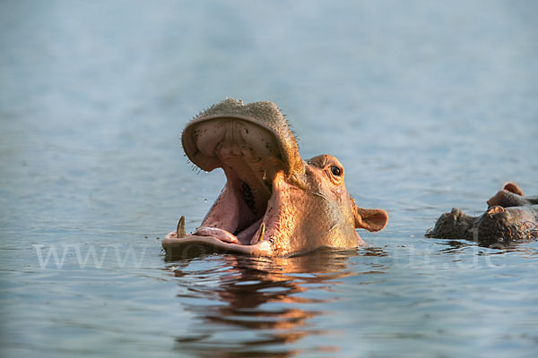 Flusspferd (Hippopotamus amphibius)