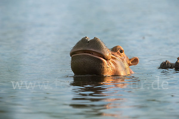 Flusspferd (Hippopotamus amphibius)