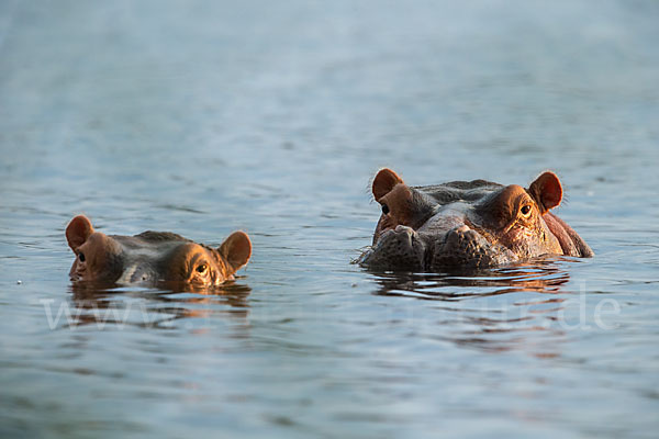 Flusspferd (Hippopotamus amphibius)