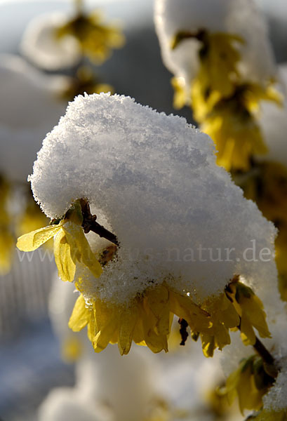 Forsythie (Forsythia × intermedia)