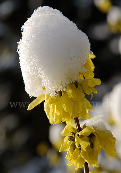 Forsythie (Forsythia × intermedia)