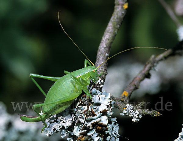 Fränkische Plumpschrecke (Isophya kraussii)