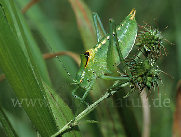 Fränkische Plumpschrecke (Isophya kraussii)