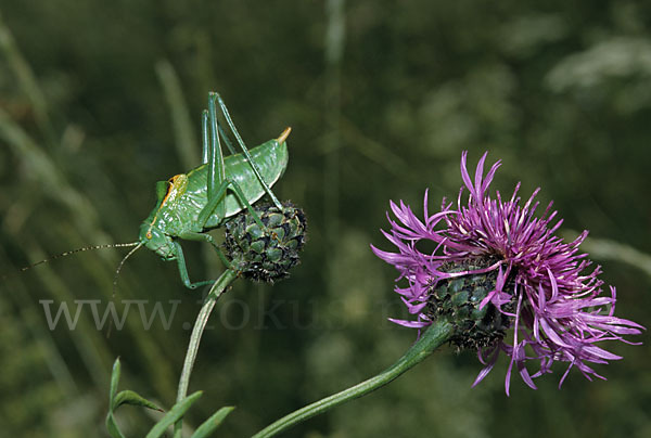 Fränkische Plumpschrecke (Isophya kraussii)