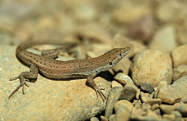 Fransenfinger-Eidechsen spec. (Acanthodactylus spec.)