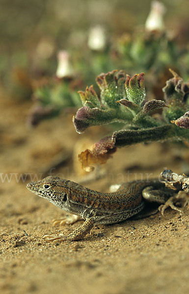 Fransenfinger-Eidechsen spec. (Acanthodactylus spec.)