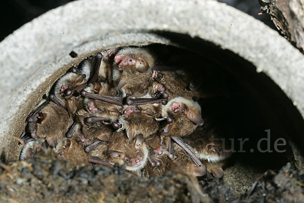 Fransenfledermaus (Myotis nattereri)