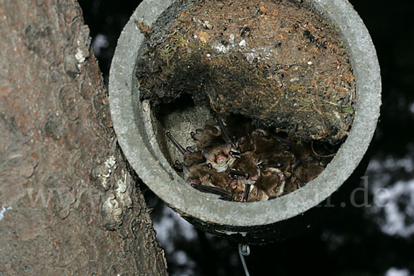 Fransenfledermaus (Myotis nattereri)