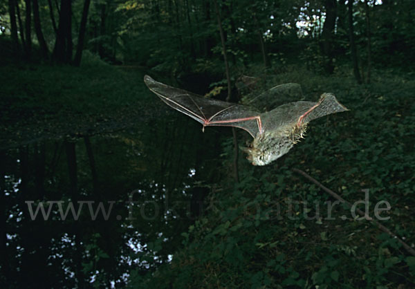 Fransenfledermaus (Myotis nattereri)