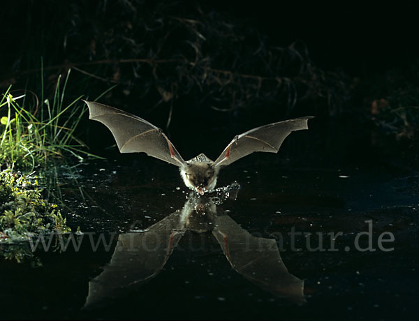 Fransenfledermaus (Myotis nattereri)