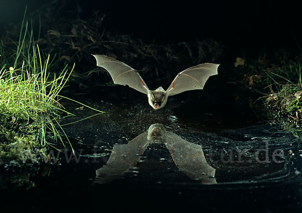 Fransenfledermaus (Myotis nattereri)