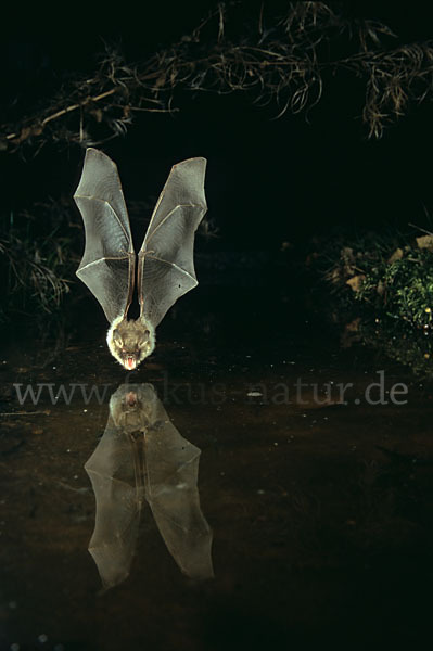 Fransenfledermaus (Myotis nattereri)