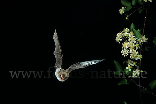 Fransenfledermaus (Myotis nattereri)