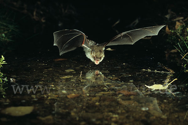 Fransenfledermaus (Myotis nattereri)