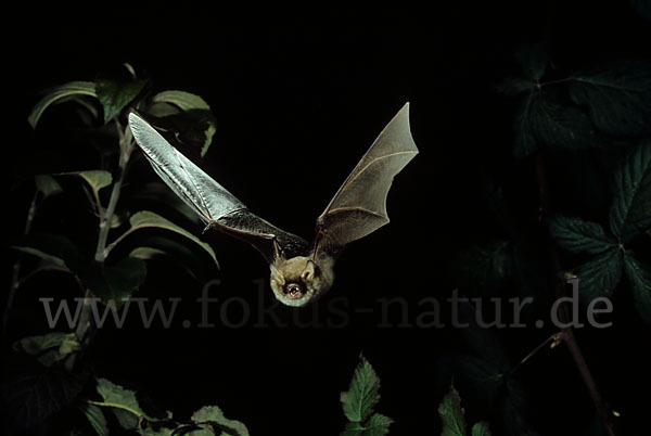 Fransenfledermaus (Myotis nattereri)