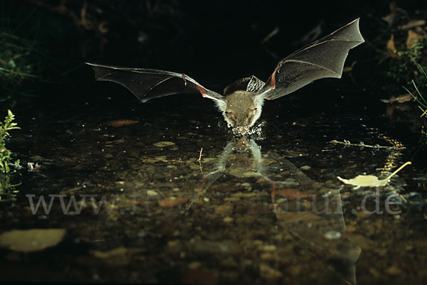 Fransenfledermaus (Myotis nattereri)