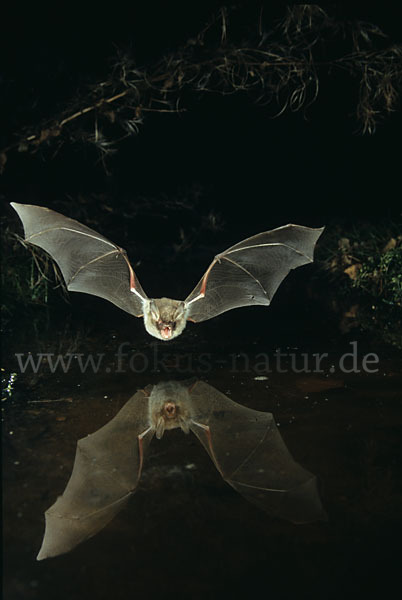 Fransenfledermaus (Myotis nattereri)